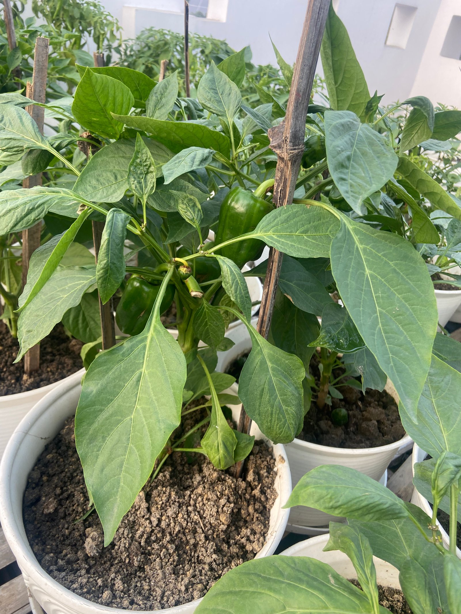 Fruit Growing System