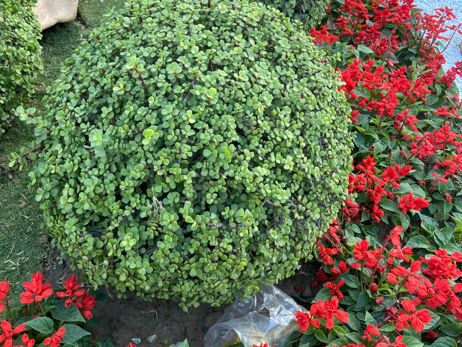 Horticulture Consultancy 